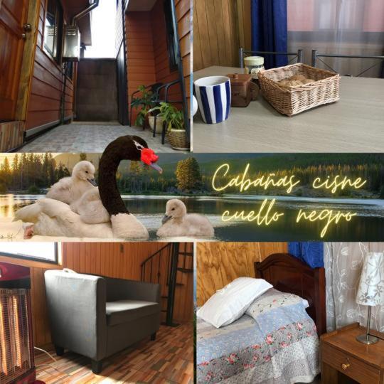 شقة فالديفيا  في Cabanas Cisne Cuello Negro المظهر الخارجي الصورة